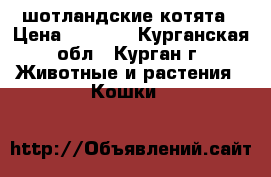 шотландские котята › Цена ­ 4 000 - Курганская обл., Курган г. Животные и растения » Кошки   